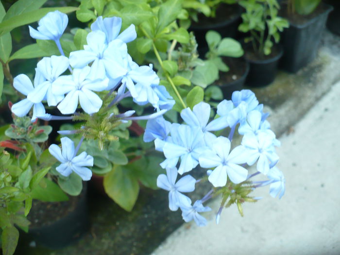 Plumbago bleu - Diverse floricele