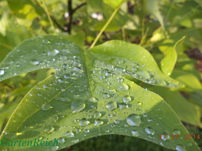 Tulpenbaum-Arbore de lalea