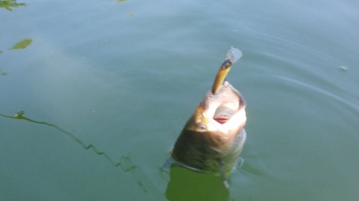 bass