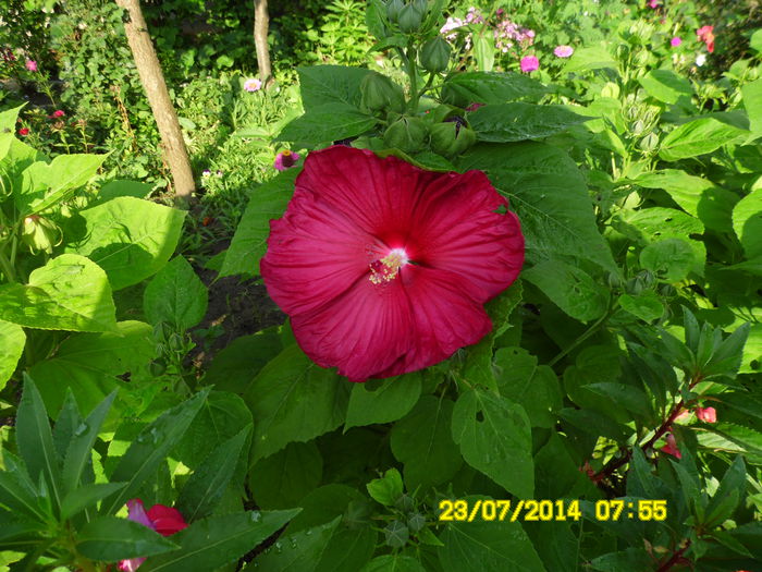 HIBISCUS MOSCHEUTES RED - vARA IN GRADINA 2014