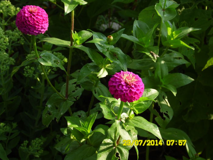 ZINNIA CIRCIUMARESE