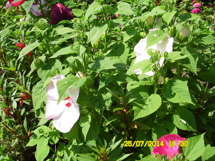 HIBISCUS MOSCHEUTES WITE