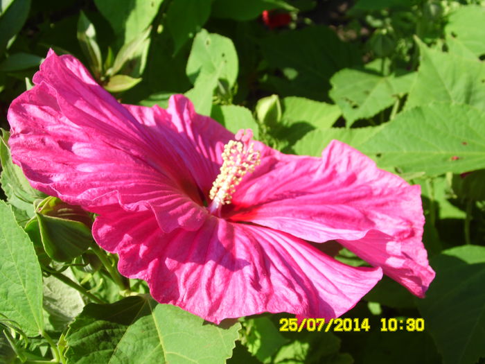 HIBISCUS MOSCHEUTES ROSE