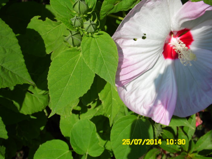 HIBISCUS MOSCHEUTES PINK