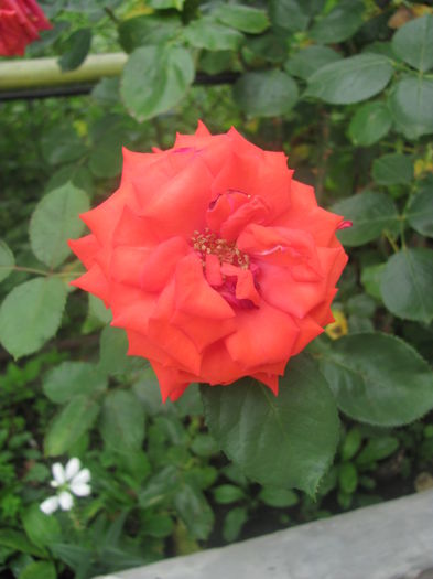 IMG_5286 - Flori 2014