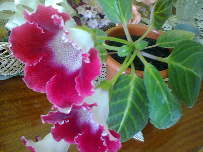 Fotografie0027 - w FLORI