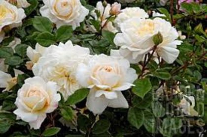 Crocus rose - Achizitii trandafiri 2014