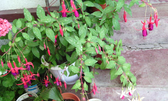 IMG_20140727_122904 - fuchsii