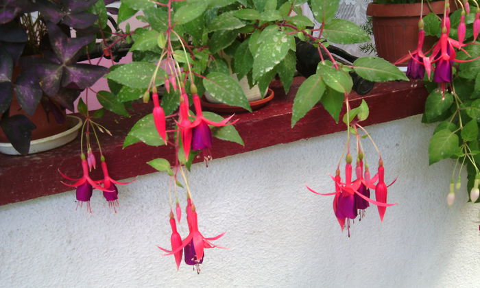 IMG_20140727_122955 - fuchsii