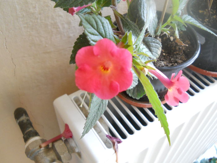 DSCN6743 - A36 VARA 2014
