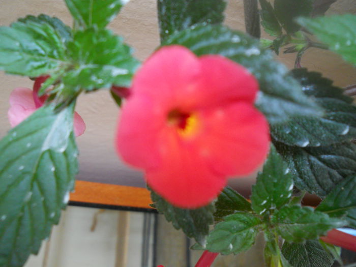 DSCN6744