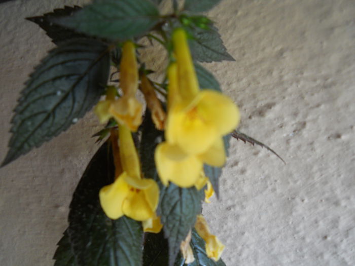 DSCN6745 - A36 VARA 2014