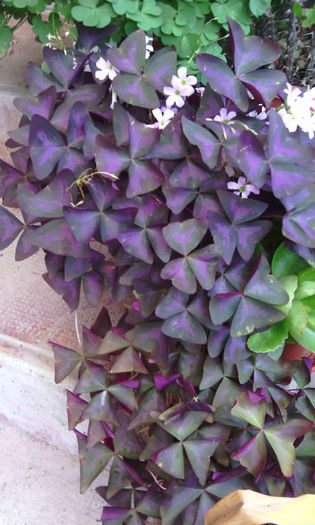 IMG_20140727_122624 - oxalis triangularis