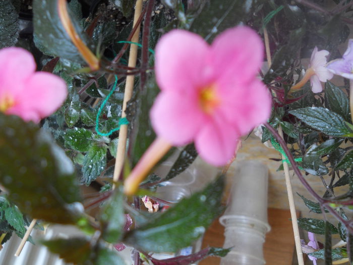 DSCN6752 - A36 VARA 2014