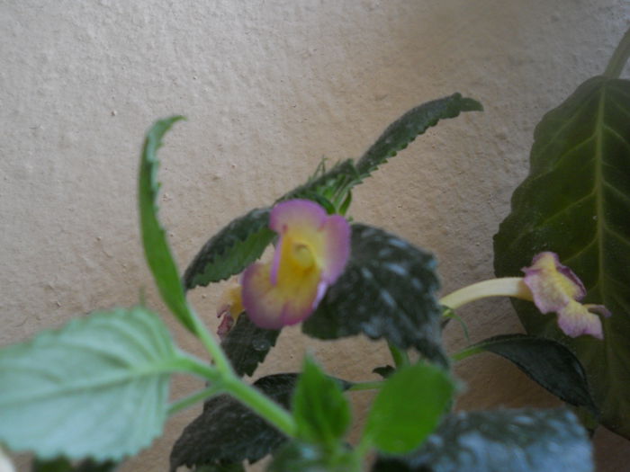 DSCN6757 - A36 VARA 2014