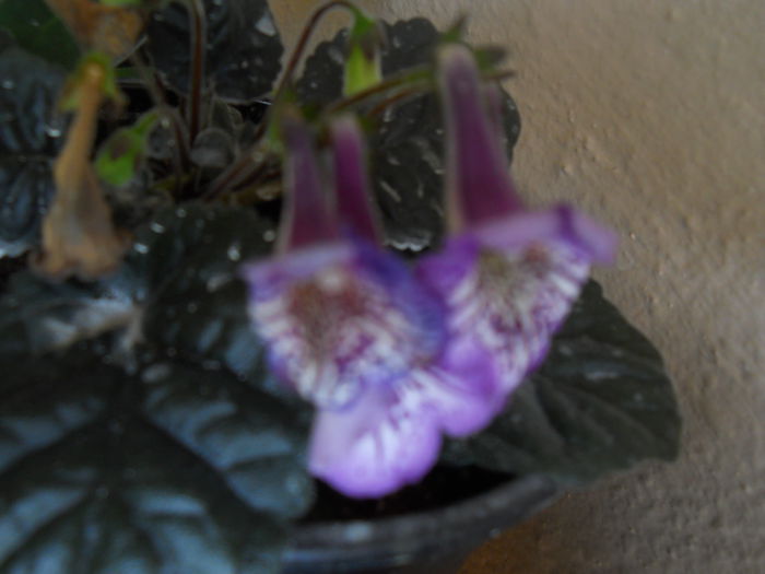 DSCN6759 - A36 VARA 2014
