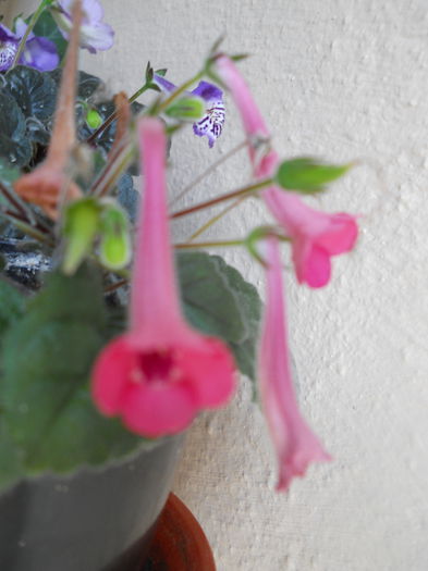 DSCN6760 - A36 VARA 2014