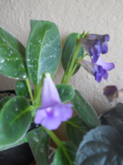 DSCN6761 - A36 VARA 2014