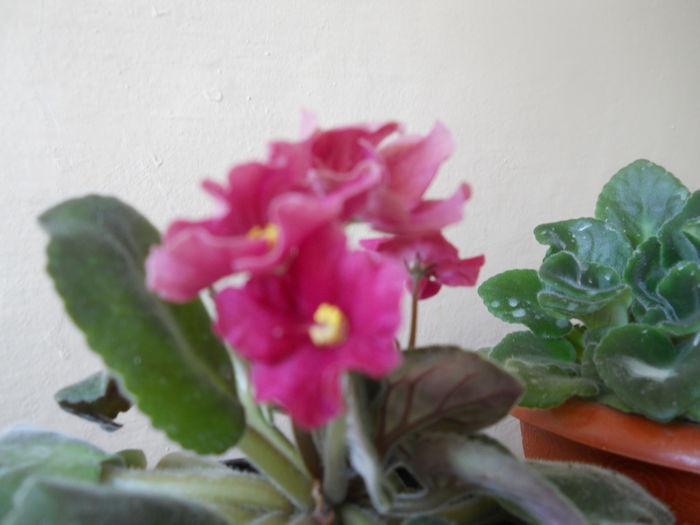 DSCN6763 - A36 VARA 2014