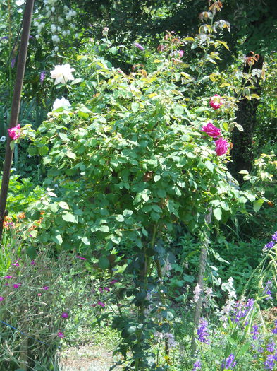 DSCN6765 - A36 VARA 2014