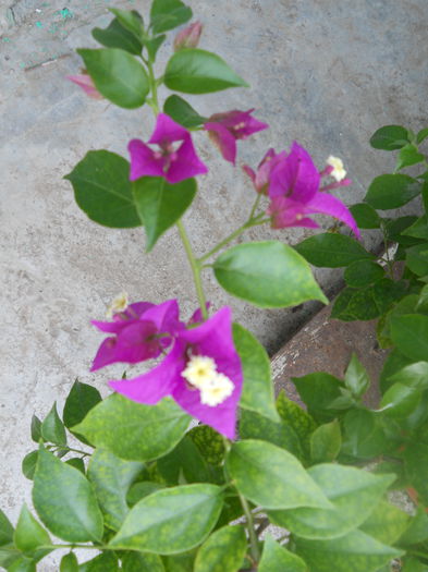 DSCN6766 - A36 VARA 2014