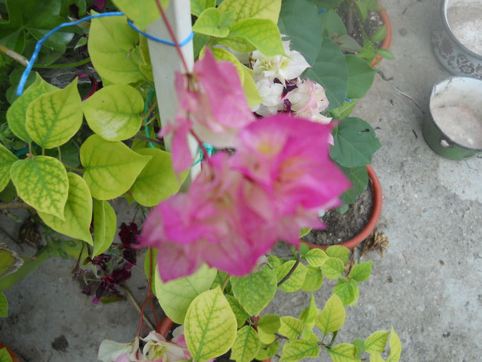 DSCN6767 - A36 VARA 2014