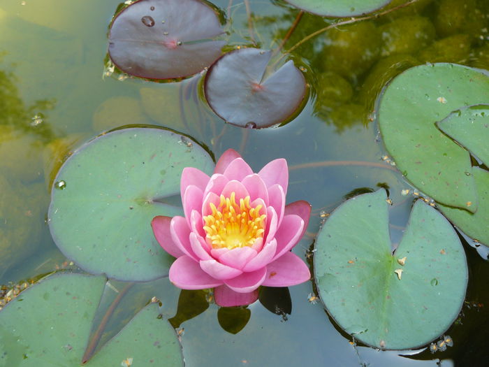 Primul nufar_27 iul.2014_Marliacea carnea - Iaz de gradina_2014