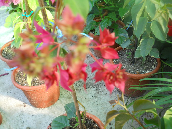 DSCN6771