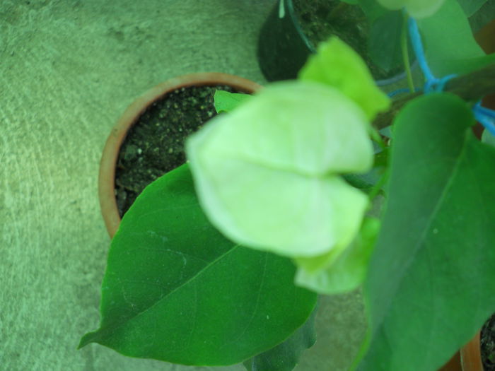DSCN6773
