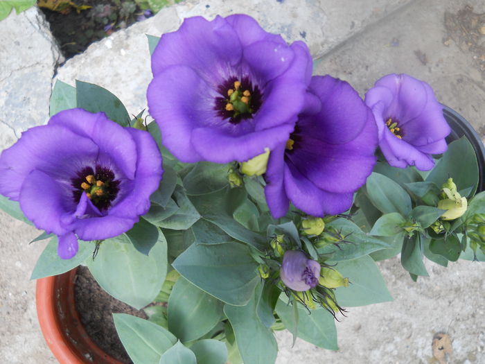 DSCN6774
