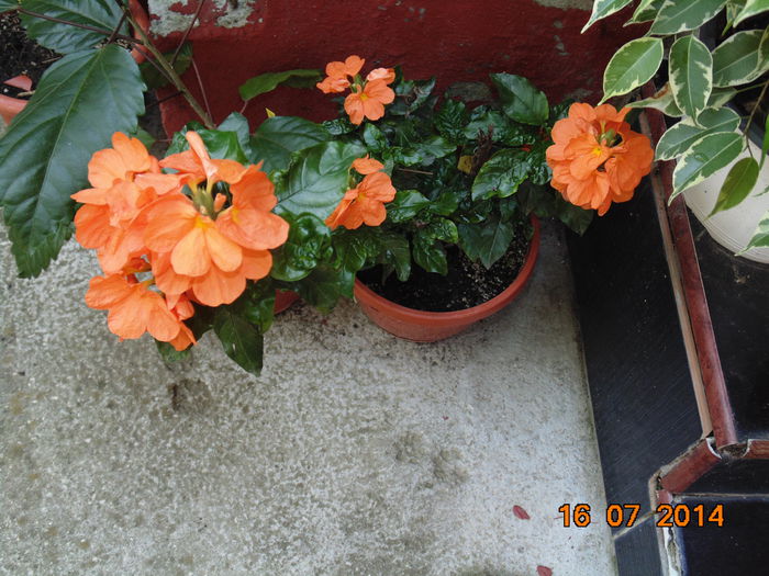DSC03789 - Florile mele 2