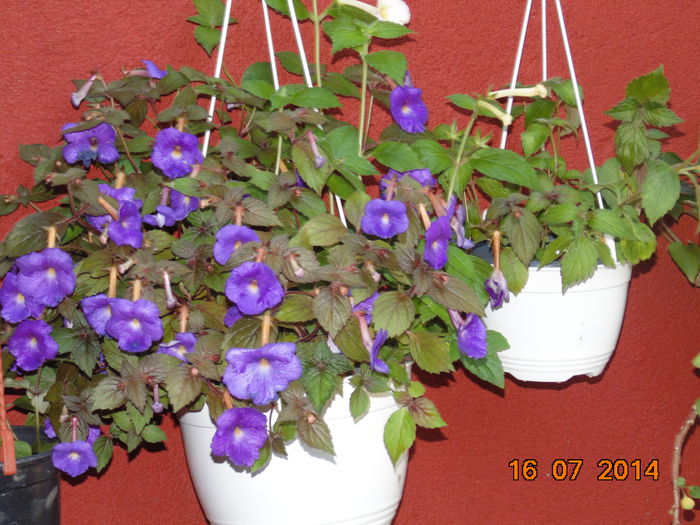 DSC03794 - Florile mele 2