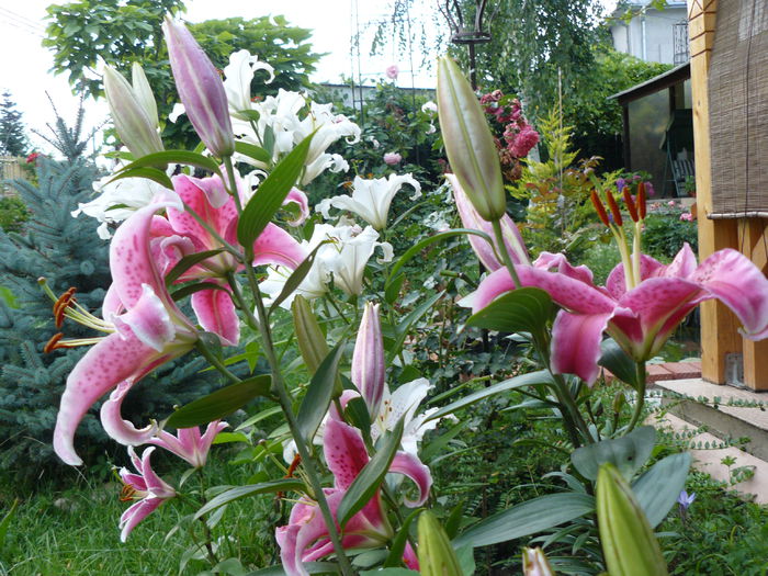Lilium Stargazer - Gradina rozelor_2014