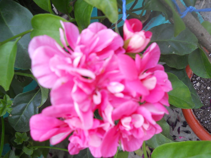 DSCN6779