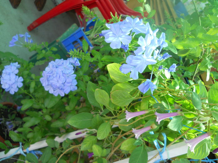 DSCN6781