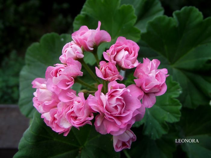 australian pink rosebud 1