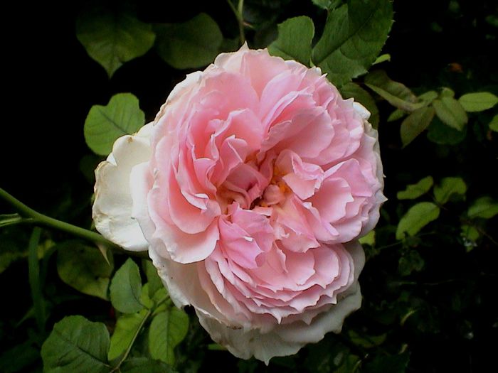 DSC00960 - The Wedgwood Rose