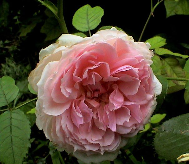 DSC00957 - The Wedgwood Rose