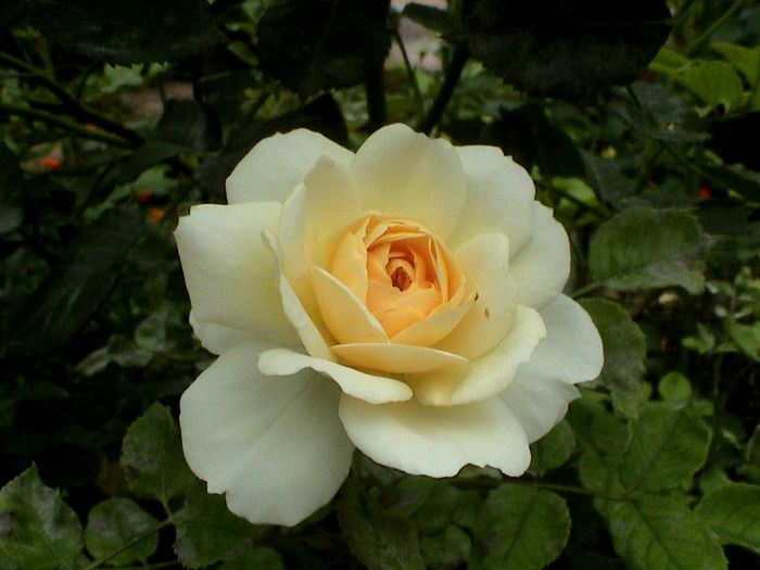 DSC00993 - Crocus Rose