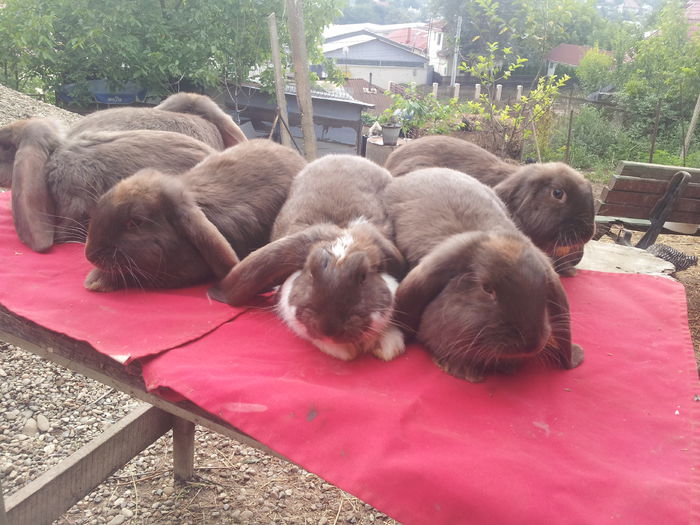 2014 07 27Havana; 6 pui frati de cuib 2 femele +4 masculi cea cu mantie si una simpla sunt femele
