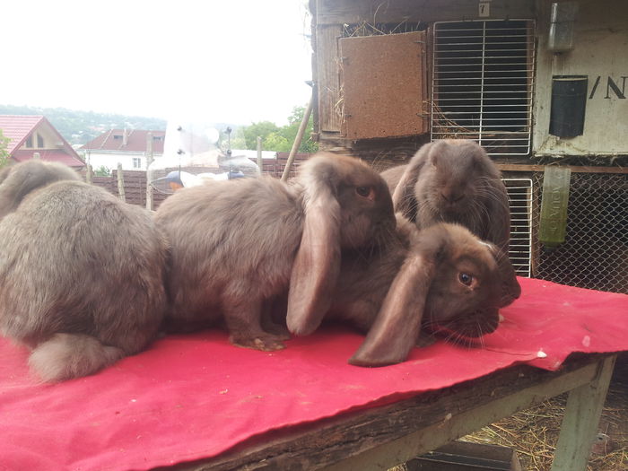 2014 07 27Havana; 6 pui frati de cuib 2 femele +4 masculi cea cu mantie si una simpla sunt femele
