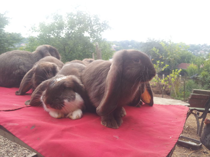 2014 07 27Havana; 6 pui frati de cuib 2 femele +4 masculi cea cu mantie si una simpla sunt femele
