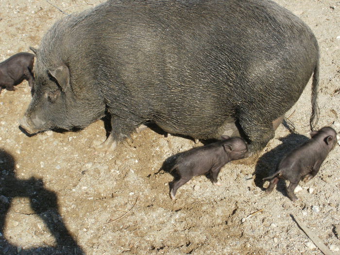 P3250006 - Fatari 2014