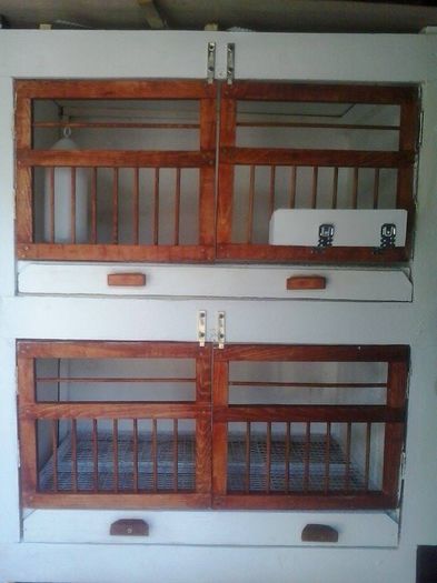 boxe matca - Reproductie