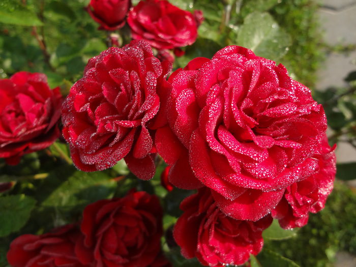 DSC00002; Cu roua diminetii
