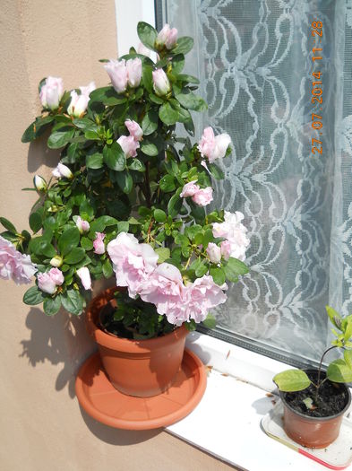 azaleea mea