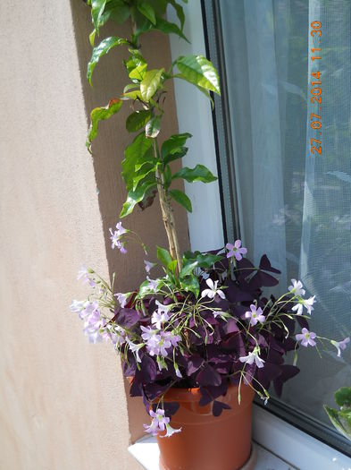 arborele de cafea