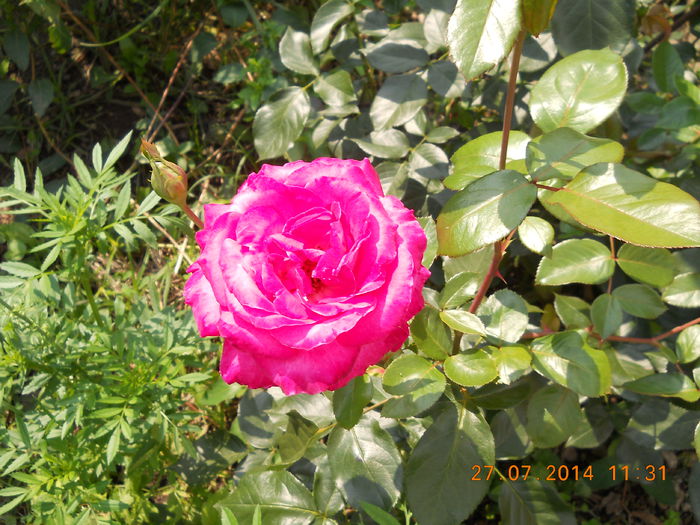 019 - FLORI DIN GRADINA MAMEI MELE 2014  II