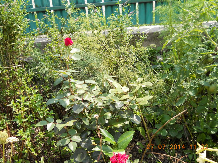 024 - FLORI DIN GRADINA MAMEI MELE 2014  II