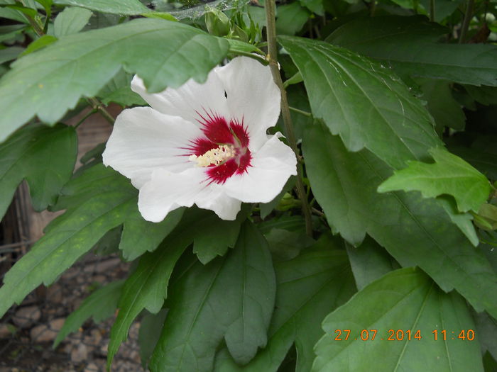 hibiscus de gradina alb